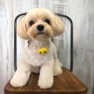 トリミング実績
